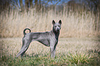 stehender Thai Ridgeback