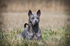 liegender Thai Ridgeback