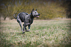 rennender Thai Ridgeback