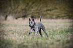 rennender Thai Ridgeback