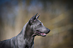 Thai Ridgeback Oirtrait