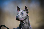 Thai Ridgeback Oirtrait