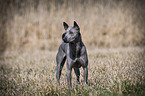 stehender Thai Ridgeback