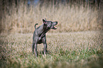 stehender Thai Ridgeback