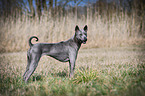 stehender Thai Ridgeback