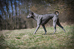 Thai Ridgeback