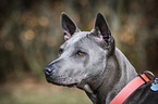 Thai Ridgeback Oirtrait