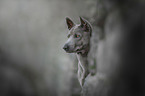 Thai Ridgeback Portrait