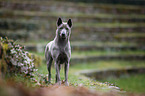 Thai Ridgeback Hndin