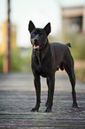 Thai Ridgeback Rde