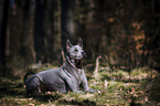 liegender Thai Ridgeback