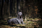 liegender Thai Ridgeback