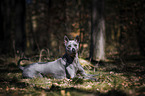 liegender Thai Ridgeback