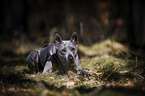 liegender Thai Ridgeback