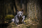 liegender Thai Ridgeback