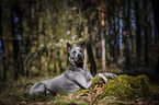 liegender Thai Ridgeback