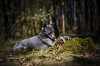 liegender Thai Ridgeback