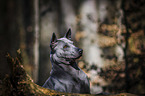 Thai Ridgeback Portrait