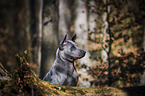 Thai Ridgeback Portrait