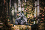 Thai Ridgeback