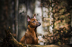 Thai Ridgeback Portrait