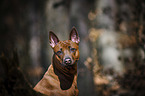 Thai Ridgeback Portrait