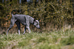 laufender Thai Ridgeback