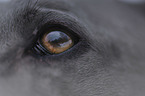 Thai Ridgeback Auge