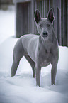 stehender Thai Ridgeback