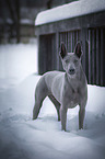 stehender Thai Ridgeback