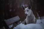 liegender Thai Ridgeback