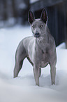 stehender Thai Ridgeback