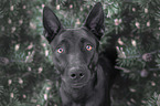 Thai Ridgeback Portrait