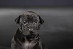 Thai Ridgeback Welpe