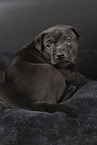 Thai Ridgeback Welpe