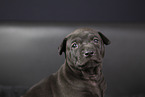 Thai Ridgeback Welpe