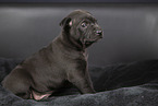 Thai Ridgeback Welpe