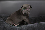 Thai Ridgeback Welpe