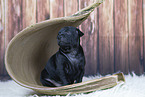 Thai Ridgeback Welpe