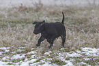 Thai Ridgeback Welpe