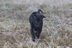 Thai Ridgeback Welpe