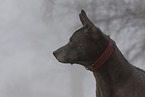 Thai Ridgeback