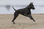 schwarzer Thai Ridgeback