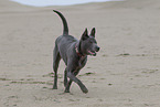 schwarzer Thai Ridgeback