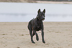 schwarzer Thai Ridgeback