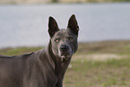 Thai Ridgeback Hndin