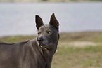 Thai Ridgeback Hndin