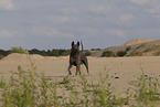 Thai Ridgeback Hndin