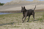 Thai Ridgeback Hndin