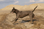 Thai Ridgeback Hndin